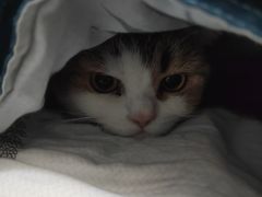 -瑞派宠物医院·犬猫全科·猫友好(宾水西道店)