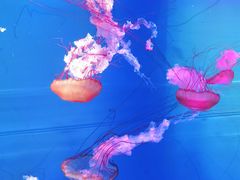 -多彩贵州城极地海洋世界