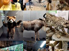 -昆明动物博物馆