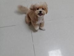 -瑞鹏宠物医院·骨科·猫科·内科(第一中心)