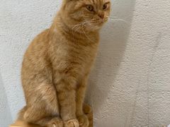 -藏猫猫咖啡主题馆(中央大道店)
