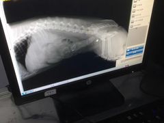 -睿金宠物医院·CT·肿瘤·骨外科