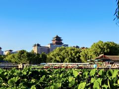 -莲花池公园
