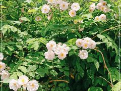 -北京大学燕东园