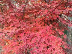 -昆山城市生态森林公园