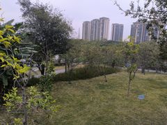 -王借岗森林公园