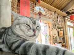 -猫小院猫主题餐厅(南锣旗舰店)