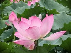 -莲花池公园