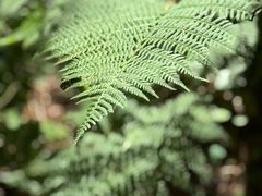 -五营红松林海景区