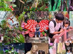 -正佳雨林生态植物园
