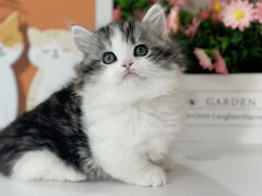 -小猫来了·猫舍(红山六九七九店)