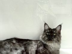 -青奢宠物·青奢猫舍