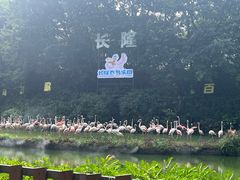 -广州长隆飞鸟乐园