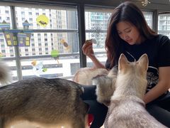 -Husky Go! 哈士奇体验馆·宠物咖啡厅狗咖