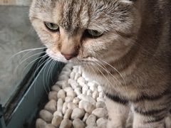 -喵屿·大理花园猫咖