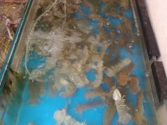 -老陈饭店(黑石支路店)