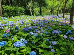 -上海共青森林公园