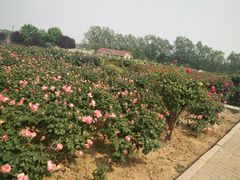 -石家庄市植物园