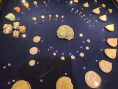 -青岛贝壳博物馆