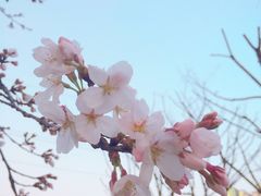 -西北湖绿化广场