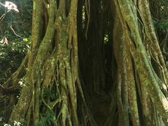 -中国科学院西双版纳热带植物园