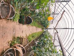 -马陆小张葡萄园农家乐