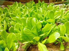 -皇家美孚(麦岛店)