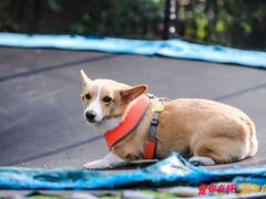 -汪说喵讲宠物乐园宠物酒店(红星美凯龙店)