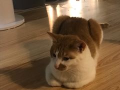 -松果猫咖(桐乡吾悦金街店)