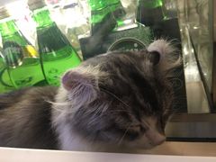 -瞄一喵猫咖(格力海岸店)
