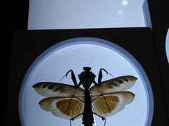 -上海昆虫博物馆