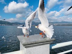 -海埂大坝
