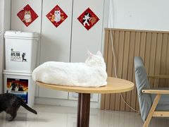 -鼓捣猫呢主题猫咖店