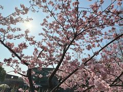-上海滨江森林公园