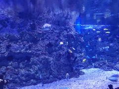 -烟台海昌鲸鲨海洋公园