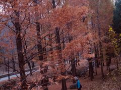 -白水寺森林公园