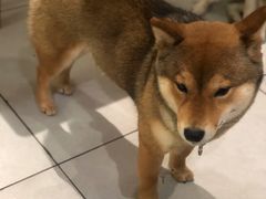 -柴务处·柴犬主题狗咖