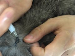 -谐和贝康宠物医院24小时·宠保定点(急重症转诊中心)