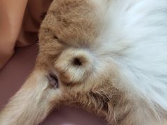 -圣宠动物医院·犬猫专科·影像中心·外科中心
