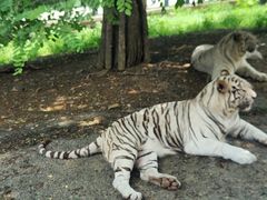 -大连森林动物园