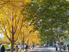 -三里屯东五街银杏大道
