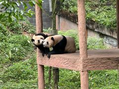 -中国大熊猫保护研究中心雅安碧峰峡基地