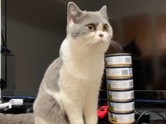 -猫大福·Fortune Cat猫舍(百子湾店)