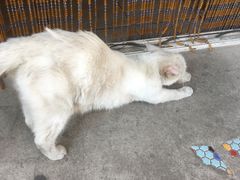 -SUN炸鸡专门店(西塔总店)