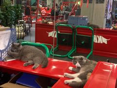 -KingBull私教健身&格斗订制(龙井商业中心店)