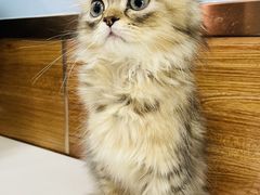 -瑞派·关忠动物医院·异宠专科·犬猫肿瘤·皮肤专科(望京店)