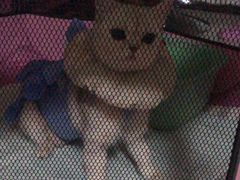 -美联众合动物医院·24h京西诊疗中心