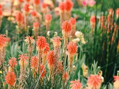 -深圳市中科院仙湖植物园