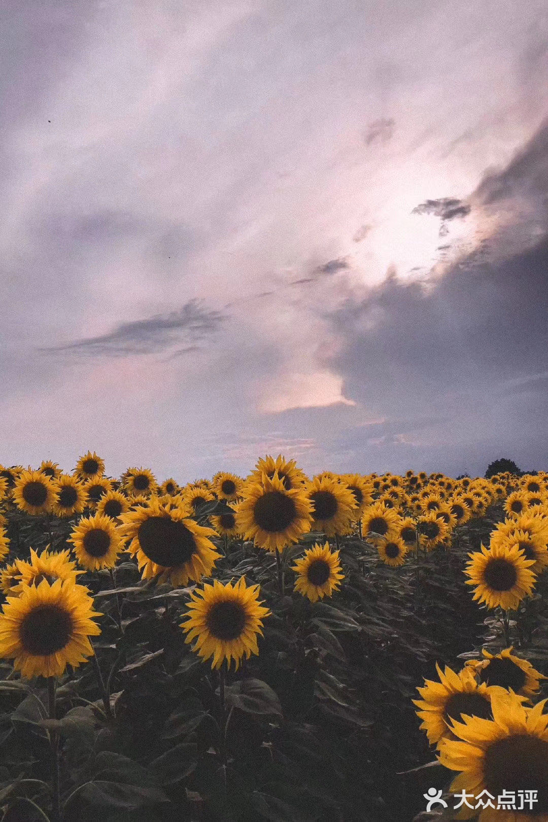 向日葵🌻