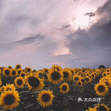 向日葵🌻